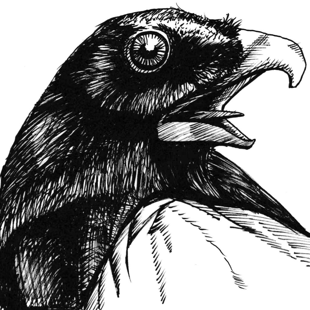 Pen and ink sketch of a black bird.