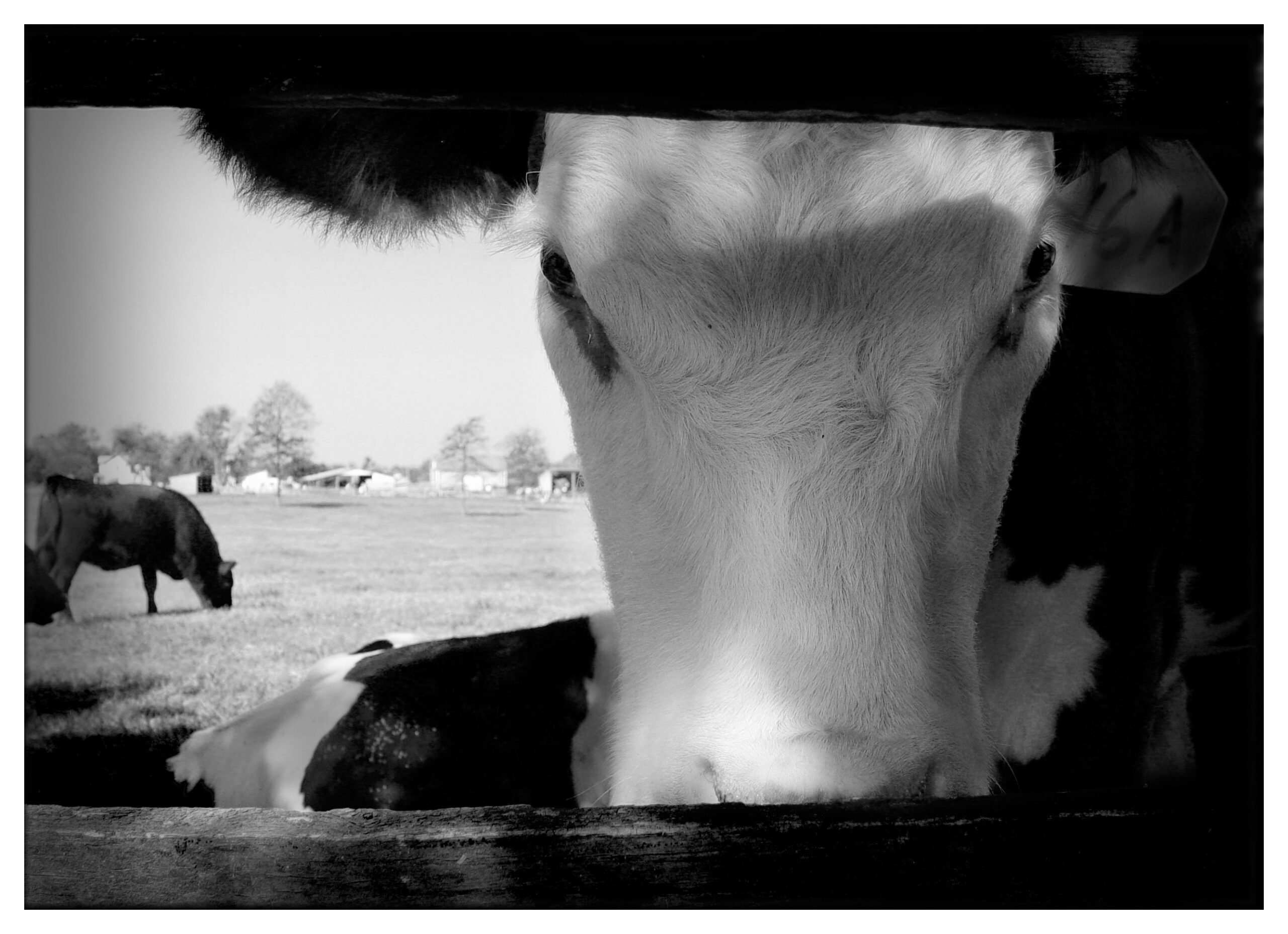 Cow